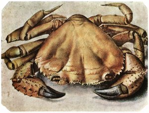 Crab by Albrecht Dürer